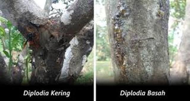 pengendalian-penyakit-blendok-di-jeruk