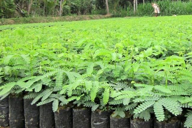 budidaya-sengon-di-kediri