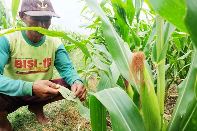 hama-ulat-serang-tanaman-jagung