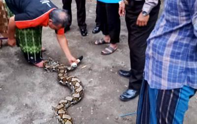 ular-sanca-yang-tertangkap-di-kedak-berusaha-memuntahkan-hewan-ini