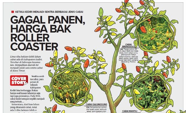 pedas-inilah-cabai-yang-biasa-ditanam-di-kediri-ada-yang-khas