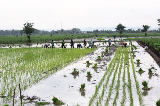 raperda-lp2b-selamatkan-lahan-pertanian