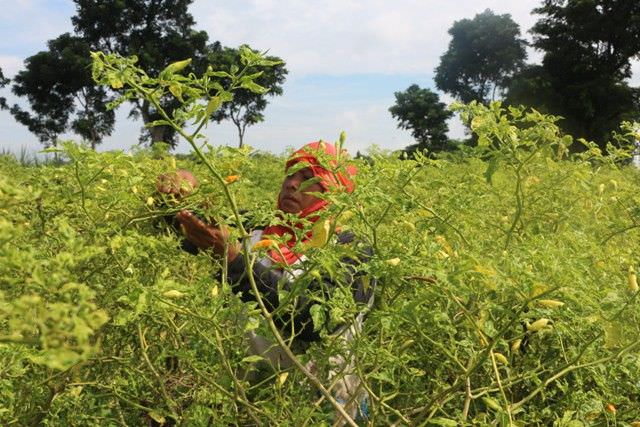 usaha-petani-cabai-di-kediri-atasi-serangan-hama-tikus-hingga-lalat