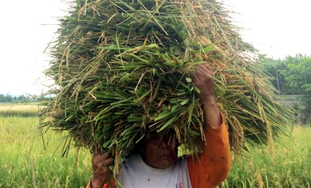 tanggul-kalikoso-jebol-sawah-dan-rumah-terendam