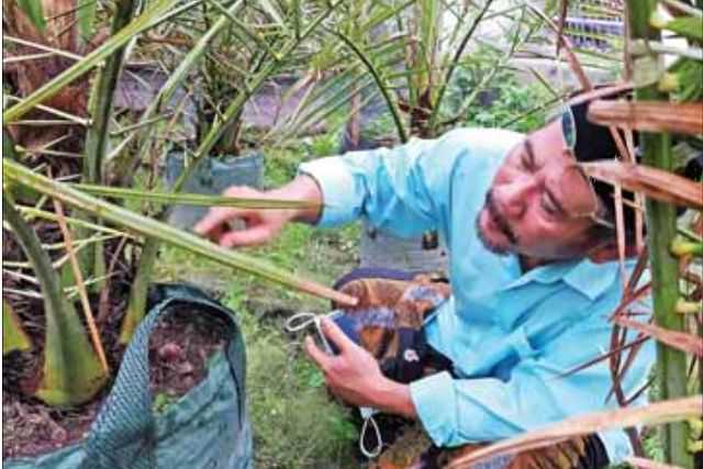 ponpes-pari-ulu-budidayakan-14-jenis-kurma-di-gurah
