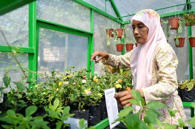 ingin-gula-dari-tanaman-herbal-tanya-anis-suriyah