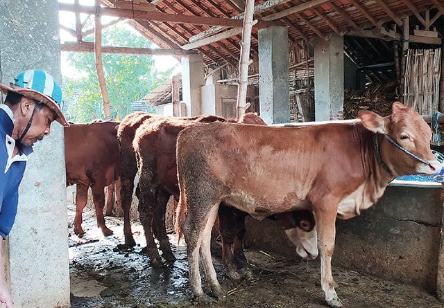 penjualan-sapi-kurban-di-kediri-merosot-tajam-ini-sebabnya