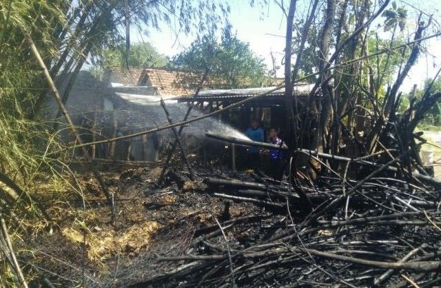 bakar-sampah-kandang-sapi-dilalap-apinbsp