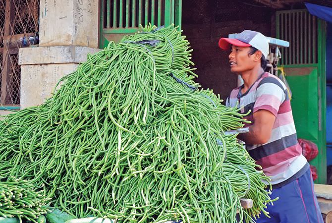kemarau-petani-kacang-panjang-enggan-tanam
