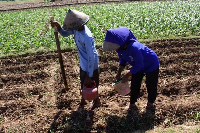 panen-serentak-di-tiga-provinsi-membuat-harga-merosot