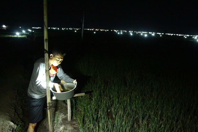 ribuan-light-trap-berpendar-kaper-terkapar