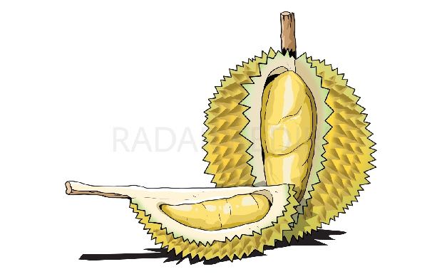 durian-di-kediri-musim-terburuk-pohon-nihil-buah