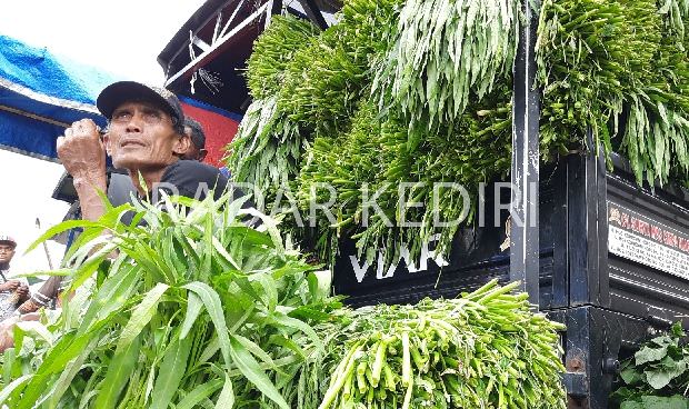 harga-kangkung-di-kediri-meroket-2-kali-lipat-ini-sebabnya