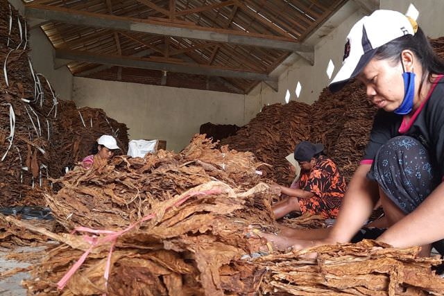 kualitas-tembakau-jelek-harga-anjlok