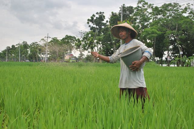 masuk-musim-tanam-petani-di-nganjuk-masih-terbelit-kelangkaan-pupuk