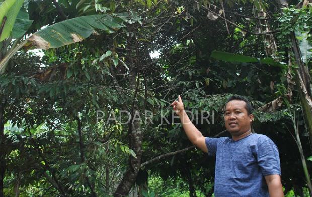 perjuangan-mulyono-kenalkan-durian-khas-slumbung-kandangan