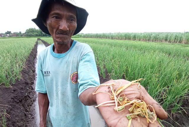 diserbu-ulat-dan-lodoh-petani-panen-awal
