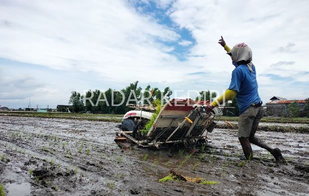 petani-kediri-harus-panen-dini-ini-sebabnya