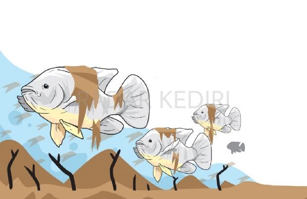 tambang-pasir-liar-di-kediri-ancam-populasi-ikan-sungai-brantas