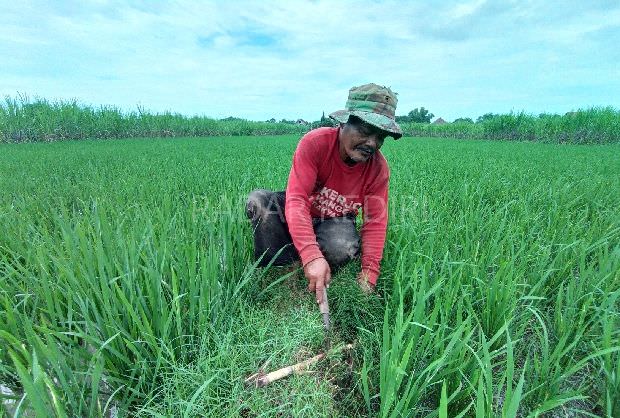 lawan-serangan-hama-dinas-pertanian-kediri-pakai-hewan-renik