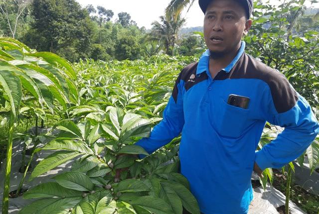 alip-wibowo-kasek-yang-geluti-budi-daya-porang-beromzet-ratusan-juta