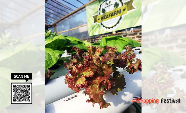 sayur-sehat-ya-hidroponik