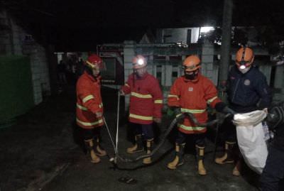 geger-king-kobra-sepanjang-2-meter-masuk-di-dapur-warga-balonggebang