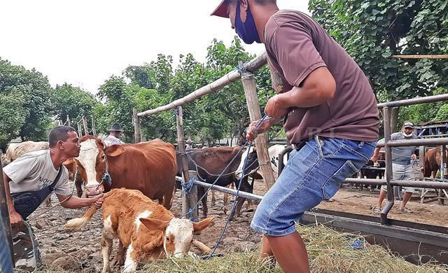 jelang-hari-raya-idul-adha-harga-sapi-di-pare-masih-stabil