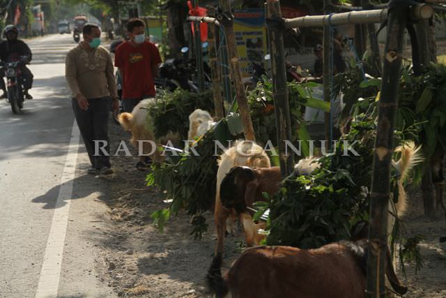 penjualan-kambing-kurban-di-nganjuk-merosot-karena-ppkm-darurat