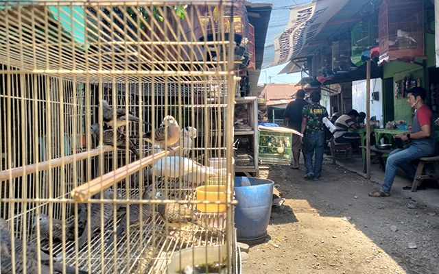 menelusuri-jejak-satwa-lindung-yang-habitatnya-bakal-jadi-bandara-4