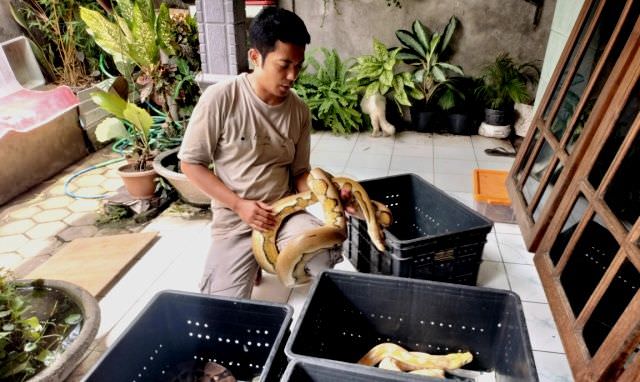 menelusuri-jejak-satwa-lindung-yang-habitatnya-bakal-jadi-bandara-6