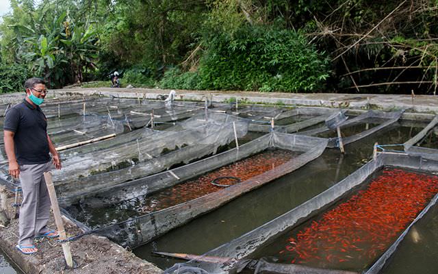 ribuan-warga-panen-cuan-dari-beternak-ikan