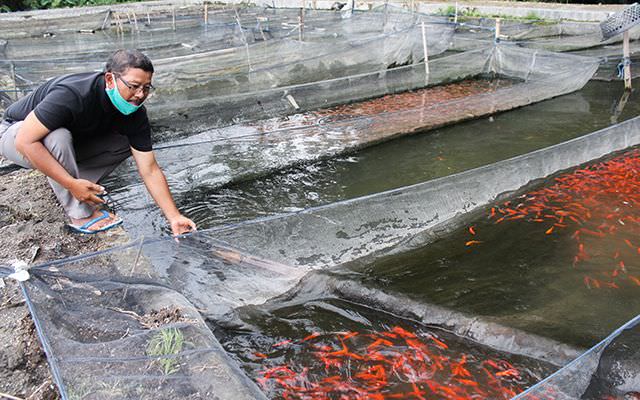 sering-rugi-bejo-sulap-sawah-jadi-kolam