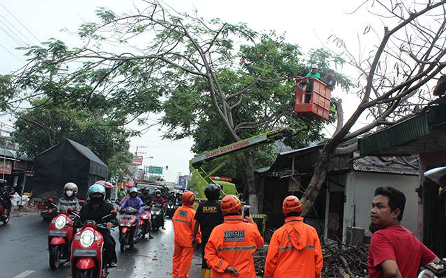 tersapu-angin-flamboyan-tumbang-di-mrican-timpa-dua-rumah