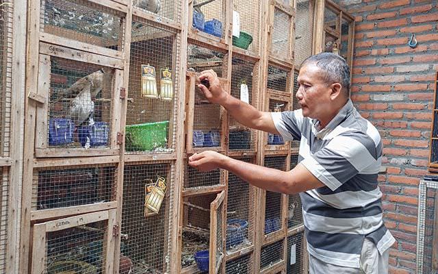 bambang-dwi-cahyo-dan-burung-burung-puter-tangkarannya