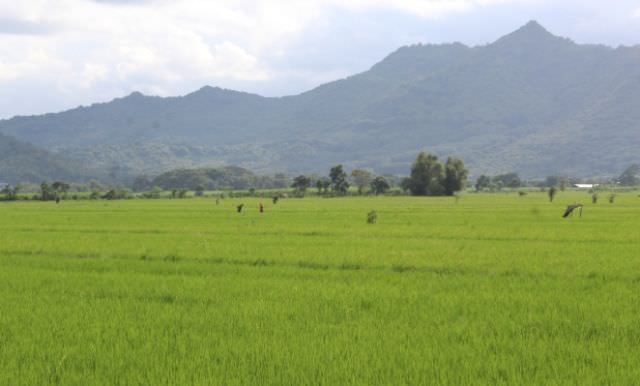 harga-gabah-di-kota-kediri-turun-jelang-panen-raya