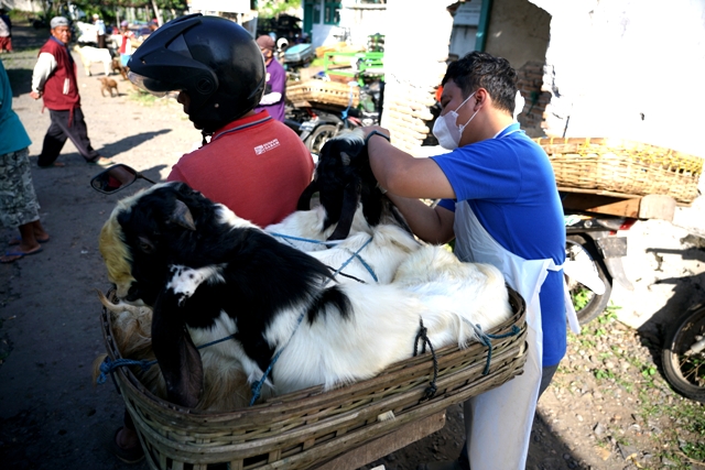 PERIKSA DULU: Semua kambing dan domba yang hendak masuk ke Pasar Grogol dicek kondisinya oleh petugas DKPP Kabupaten Kediri. (Foto: Wahyu Adji)