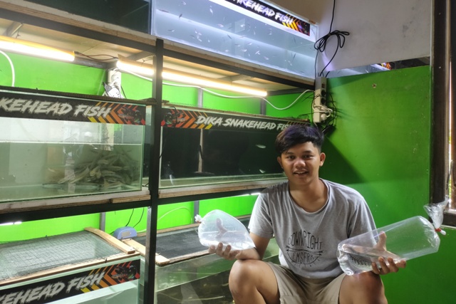 DARI HOBI: Dika bersama ikan channa piaraannya yang berada dalam akurium.  (Foto: Ilmidza Amalia Nadzira)