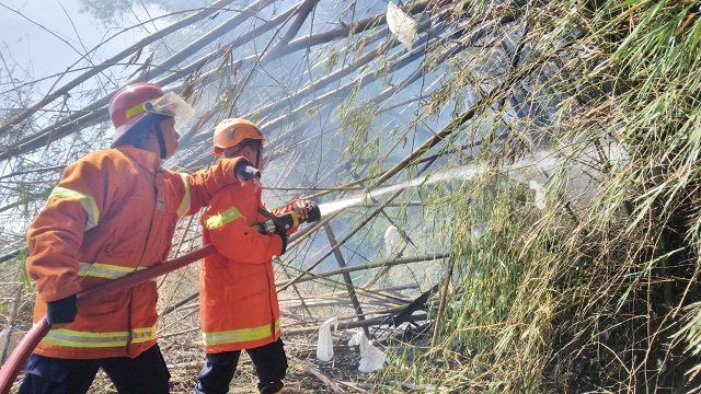 KERJA KERAS: Petugas Damkar Kabupaten Nganjuk memadamkan api yang berkobar di rumpun bambu milik warga Desa Pace Kulon kemarin. (Foto: Karen Wibi)