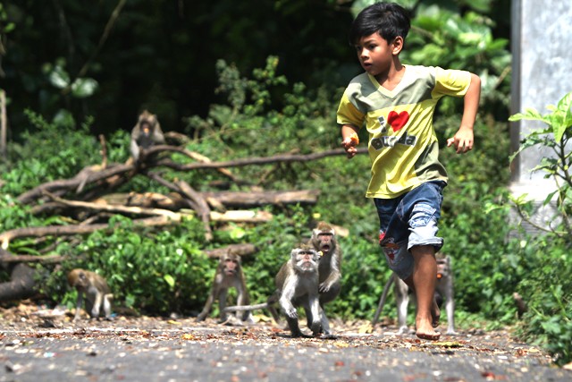 LARI : Seorang bocah berusaha menjauh dari kerumunan monyet ekor tupai di Alas Simpenan yang baru dia beri makan. (Foto: Iqbal Syahroni)