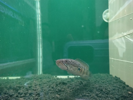 (Foto: Ilmidza Amalia Nadzira)