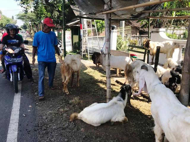 PEDAGANG KAMBING DADAKAN: Saniran menjual kambing di tepi jalan raya kemarin. Harga kambing stabil. (Foto: Andhika Attar)