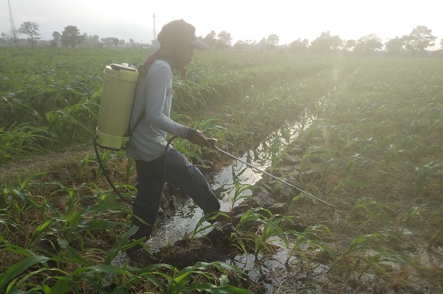 OLAH SAWAH: Petani menyiram tanaman jagungnya di lahan sawah Desa Turus, Kecamatan Gampengrejo. Mereka mengeluhkan berkurangnya stok pupuk bersubsidi. (Khalqinus Taaddin/JPRK)