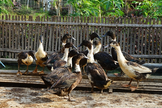 (Foto: Habibah A. Muktiara)