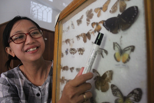 TANPA TROIDES HELENA: Tutut menunjukkan ragam jenis kupu-kupu dari kawasan Irenggolo yang dikeringkan untuk media belajar di Universitas PGRI Kediri. (Foto: Rekian)