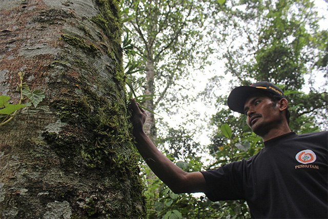 HIJAU: Basuki, anggota Polhut Perhutani, mengamati tumbuhan yang dipenuhi lumut di kawasan wisata Irenggolo. (Foto: Rekian)