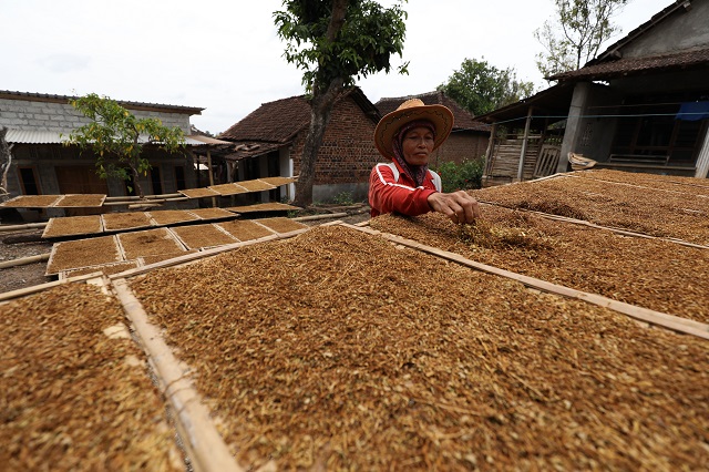 HASIL MELIMPAH: Seorang petani tembakau sedang menjemur komoditas yang baru dipanennya di halaman rumah, Dusun Peso, Desa Parang, Kecamatan Banyakan. (Wahyu Adji/JPRK)