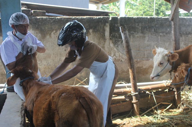 KEJAR TARGET: Petugas DKPP Kota Kediri saat menyuntikan vaksin PMK di Kelurahan Ketami, Kecamatan Pesantren, Kota Kediri (25/7). (Ilmidza Amalia Nadzira/JPRK)