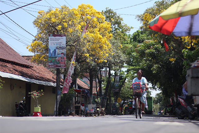 INDAH: Tabebuya mulai berbunga kemarin. Bunga ini berfungsi untuk menambah keindahan kota dan penghijauan. (Foto: Karen Wibi)