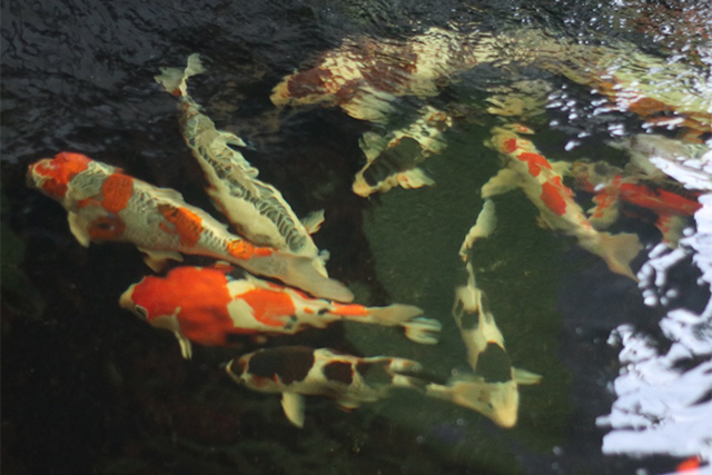 CANTIK: Ikan koi di kolam milik Afrizal. Puluhan juta saat panen diraup di usaha budidaya ikan koi. (Foto: Karen Wibi)